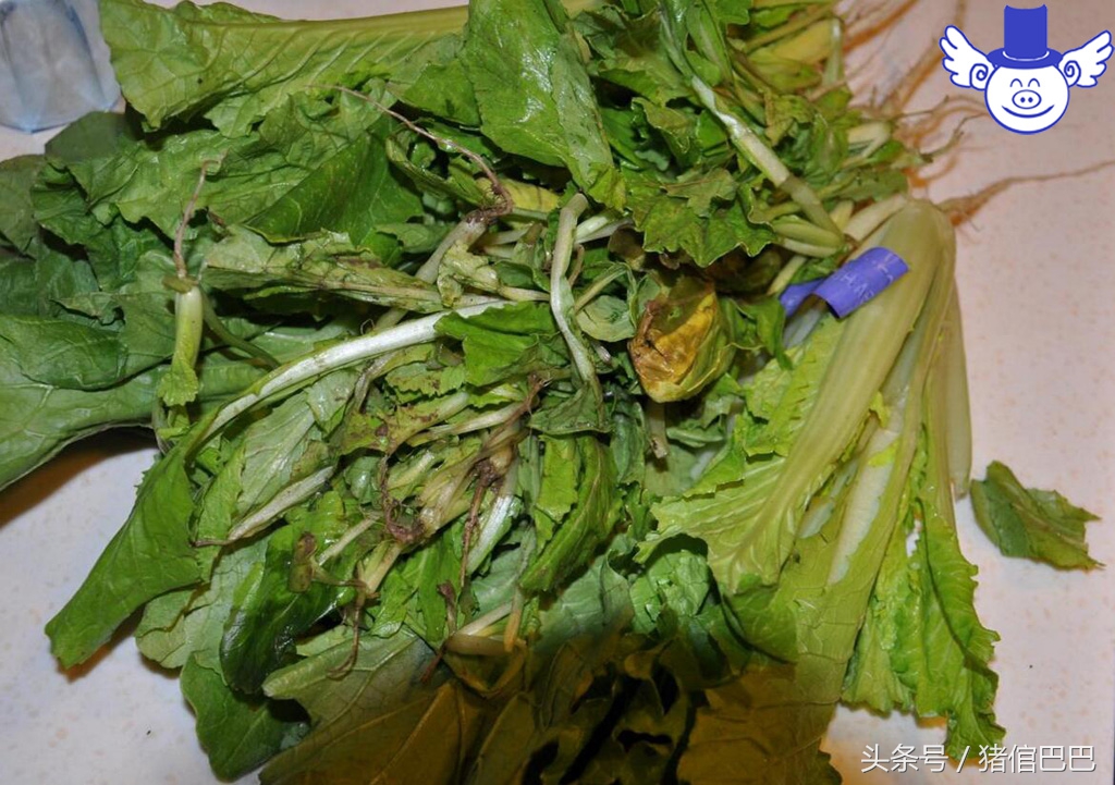 猪霉菌中毒有什么症状怎么治疗,猪霉菌毒素中毒的症状及治疗措施