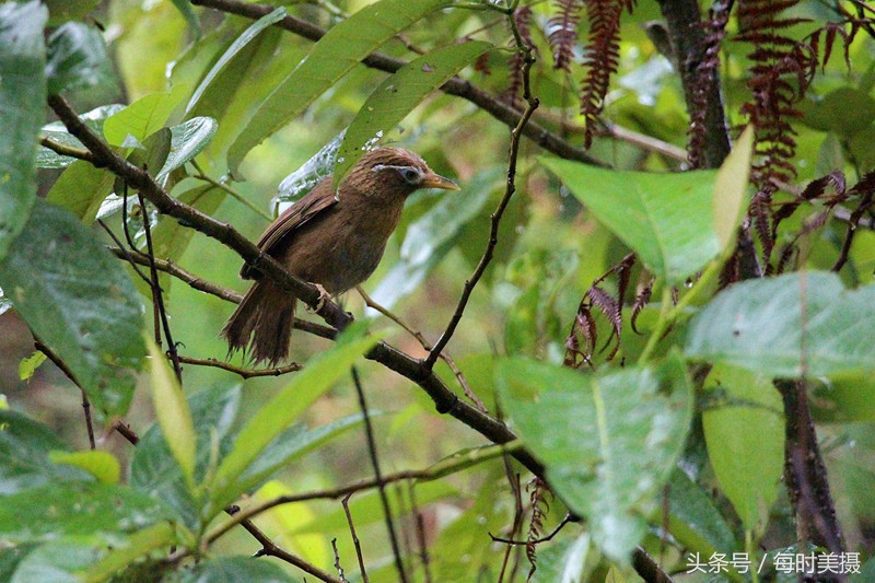 驯养画眉鸟，这些口诀须牢记