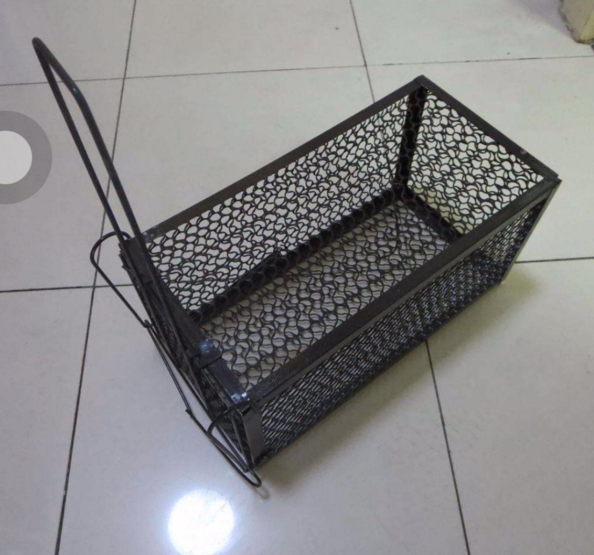 太原一居民国庆节捕家里老鼠确捕到了一直黄鼠狼!该怎么办?