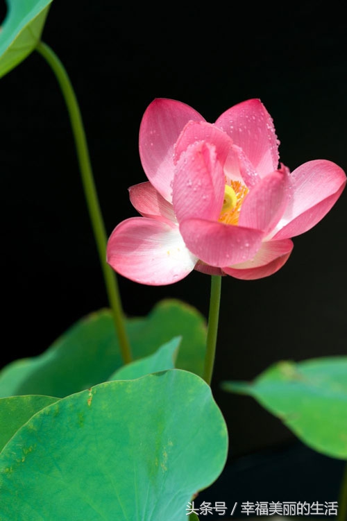 碗莲的种植方法无土种植,碗莲种植方法水植全过程