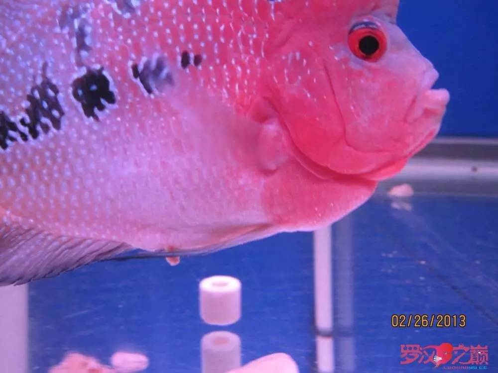 慢性肠炎的症状表现及治疗方法,慢性肠炎用中医还是西医治疗好