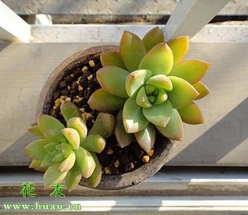 解决多肉植物徒长,如何解决多肉徒长问题