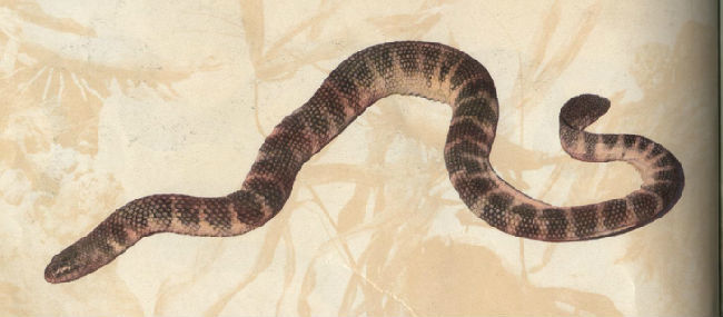 海钓最怕遇到的事,海钓毒物