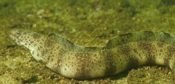 海钓最怕遇到的事,海钓毒物