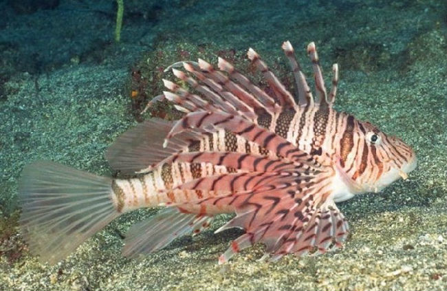 海钓最怕遇到的事,海钓毒物