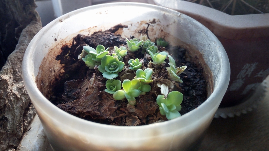 华为畅享5s缺点,我的青春我做主的心得体会