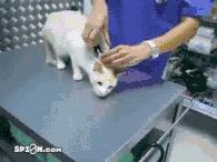 夹猫脖子=点穴?没那么简单!