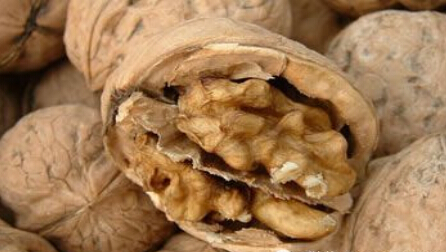 金银花功效与作用,林银花的功效和作用