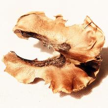 金银花功效与作用,林银花的功效和作用