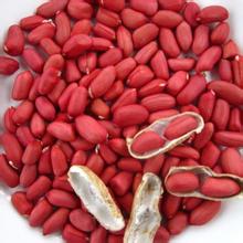 金银花功效与作用,林银花的功效和作用