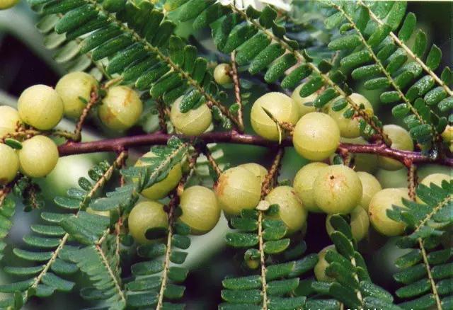 35岁以上的东莞人用过呢D枕头，宜家仲有人用吗？