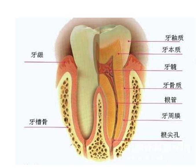 10岁小孩蛀牙怎么处理,10岁牙齿蛀牙烂掉怎么办
