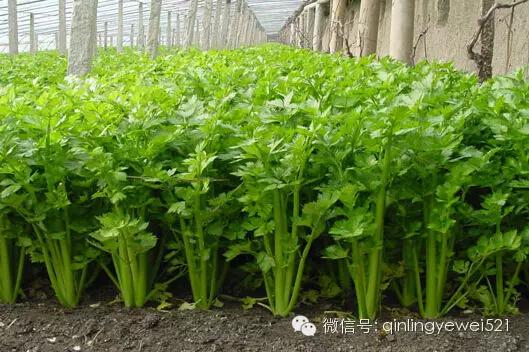 有些常见蔬菜孩子不能多吃，菠菜居然排第一！