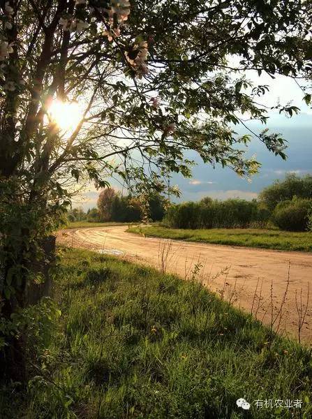 曾经|结伴跑在乡间小路上，跑过了整个童年~~