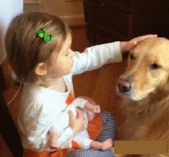 金毛到几个月才颜值巅峰,金毛颜值超高的品种有哪些