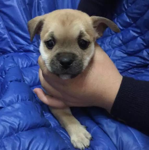 上海市领养流浪动物的地方在哪里,上海市领养小猫的地方