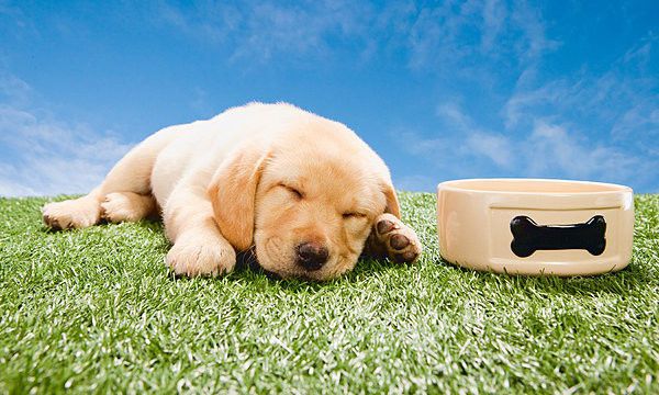 狗狗肠胃炎怎么办？狗狗肠胃炎的原因及治疗