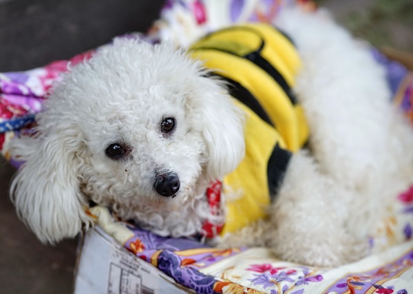 邛崃平乐古镇,邛崃市平乐古镇的文化历史