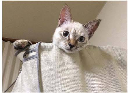 男子路过公园被流浪猫一见钟情,万万没想到,散步都能捡个主子