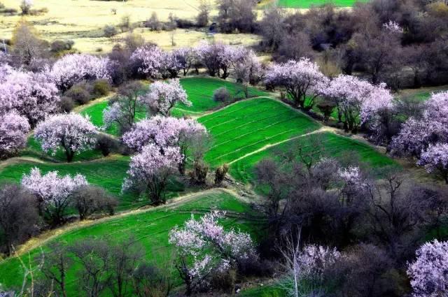 西藏林芝行一路风景如画,林芝最美小镇