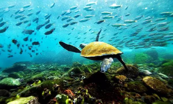 看动物的地方推荐,看动物去哪里的动物园最好