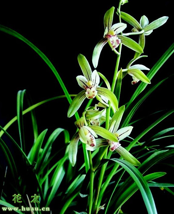 建兰蕙兰春兰鉴别,建兰兰花品种大全图片
