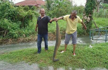 下水田干活,下水田摸鱼