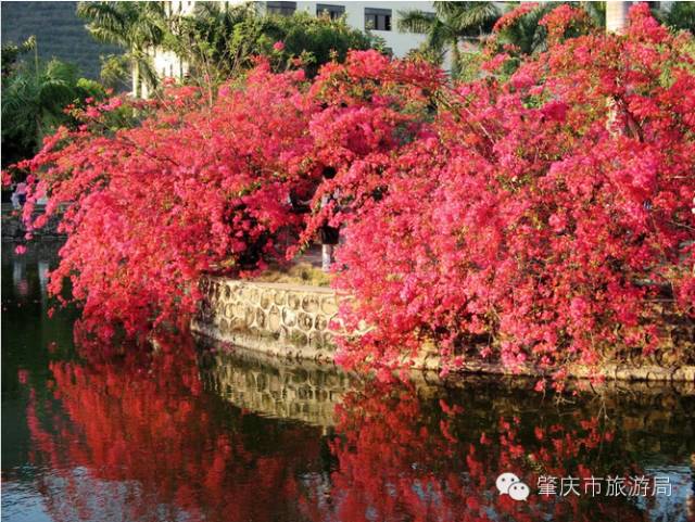 广东肇庆景色很好的大学,肇庆学院风景湖