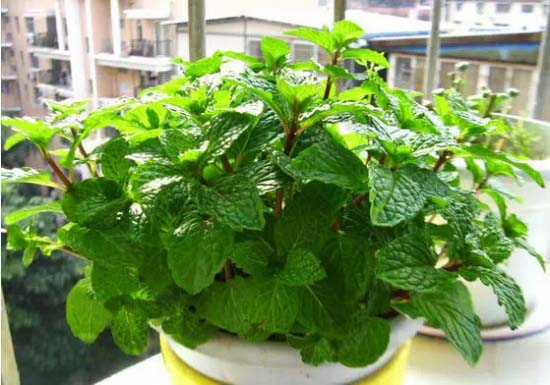 夏日防蚊虫植物,夏天快来了防蚊通风