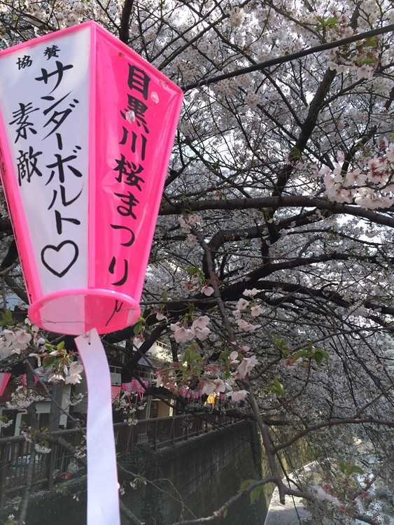 旅游景点樱花谷攻略,赏樱攻略和景点推荐