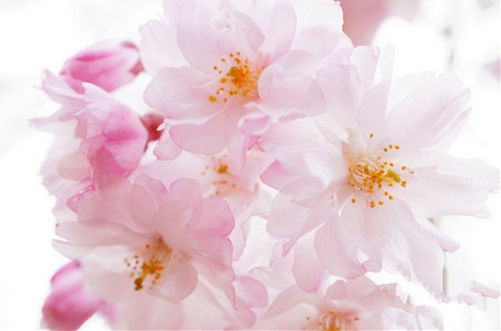 旅游景点樱花谷攻略,赏樱攻略和景点推荐