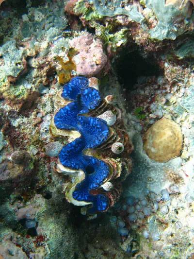 帕劳旅游免费玩,帕劳2019年能去旅游吗