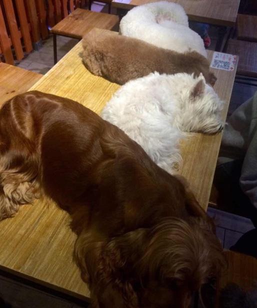 上海狗狗咖啡馆推荐,上海小众咖啡馆