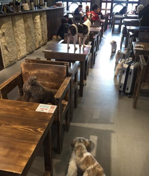 上海狗狗咖啡馆推荐,上海小众咖啡馆