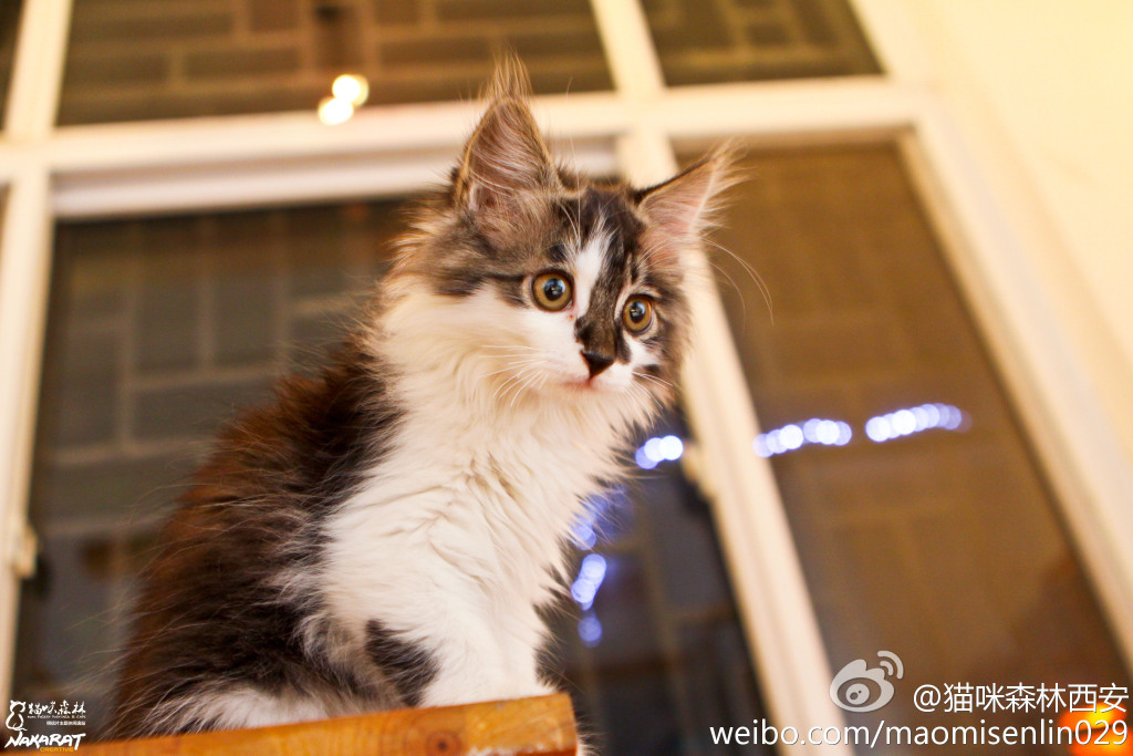 西安还有这么一个地方可以让你被猫咪围绕，享受当铲屎官的感觉