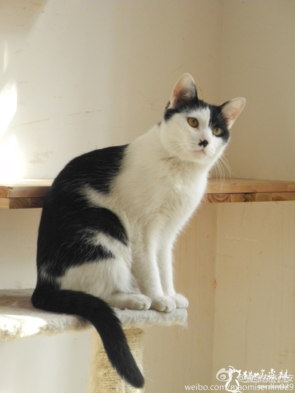 西安还有这么一个地方可以让你被猫咪围绕，享受当铲屎官的感觉