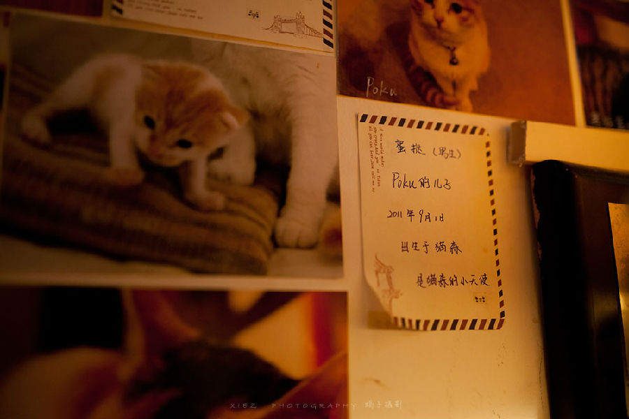 西安还有这么一个地方可以让你被猫咪围绕，享受当铲屎官的感觉