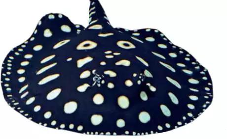 原生魟鱼,魟鱼原生态生活