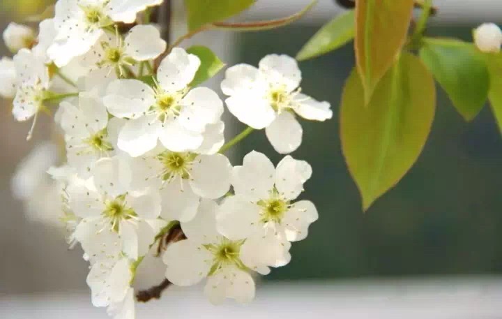 十里春风赏花季,你的朋友圈配词准备好了吗?