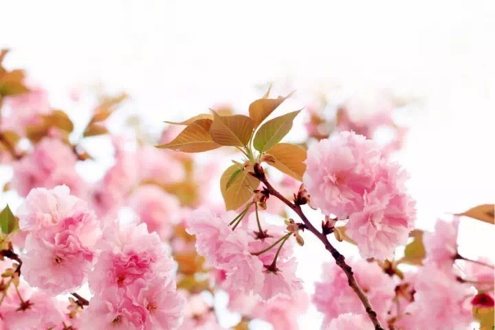 十里春风赏花季,你的朋友圈配词准备好了吗?