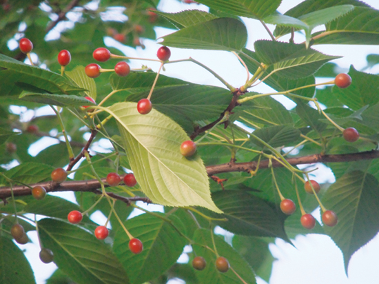 樱桃与樱花的区分图片对比,樱花与樱桃的区别在哪