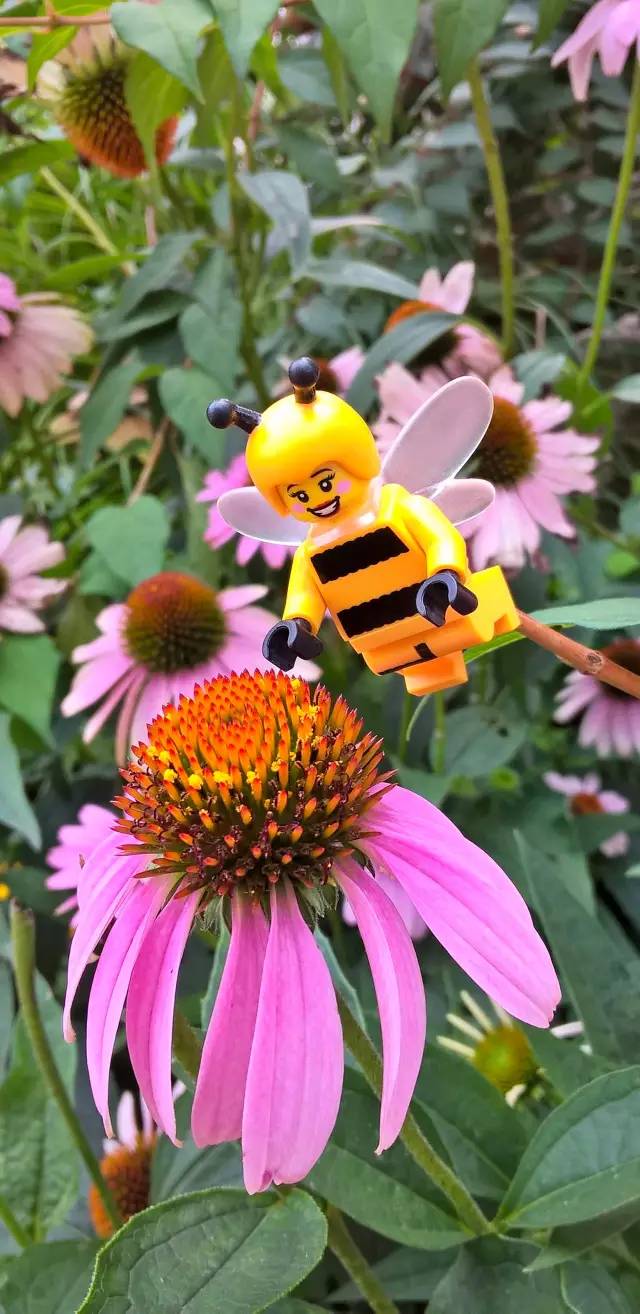 乐高小人国挑战,乐高小人探险之旅