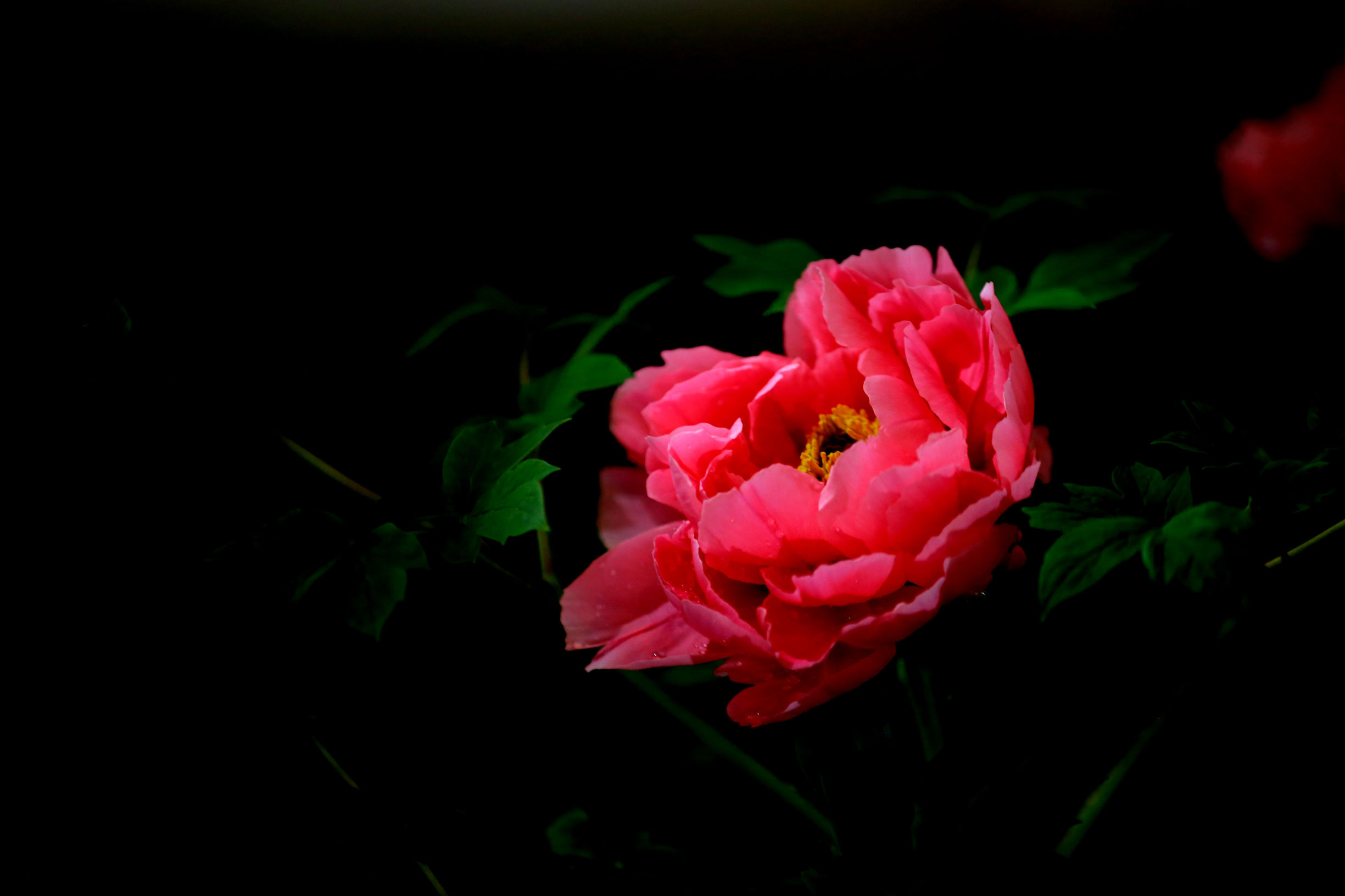 洛阳龙门牡丹园最美牡丹,洛阳国家牡丹园最独特的牡丹