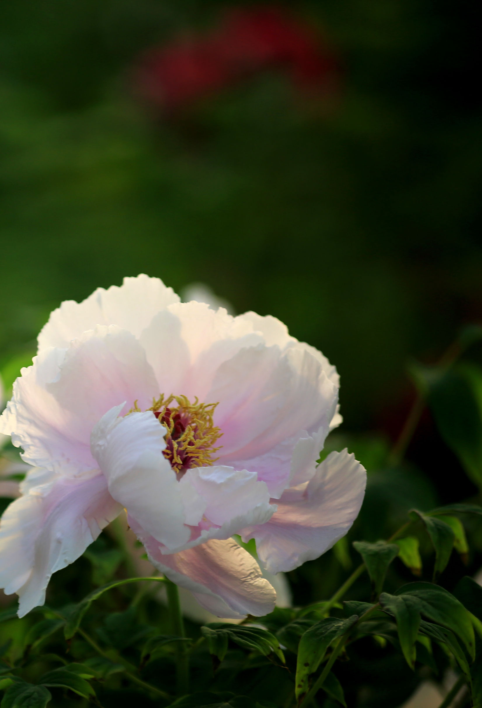 洛阳龙门牡丹园最美牡丹,洛阳国家牡丹园最独特的牡丹