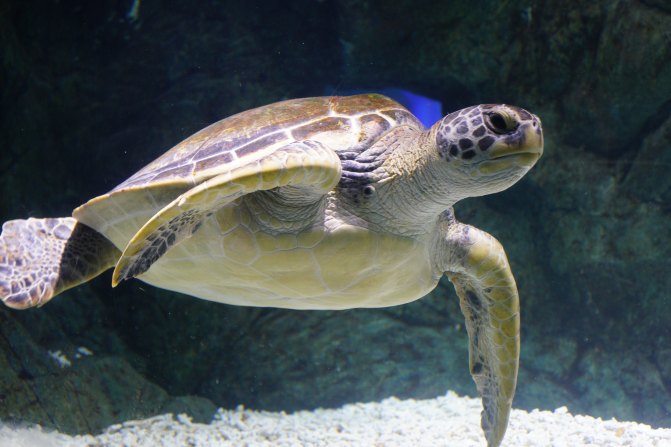 珠海长隆海洋王国2天1夜游玩攻略,最新珠海长隆海洋王国旅游攻略