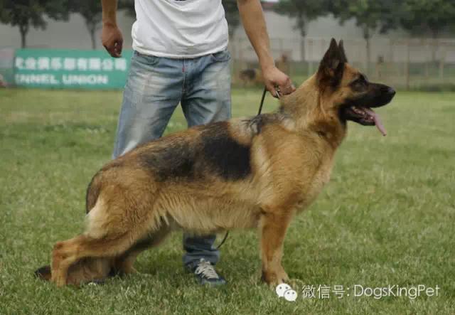 德牧怀孕期间怎么喂养比较好,德牧怀孕期间喂养什么食物