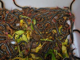 被蜈蚣爬上腿没注意怎么办,蜈蚣爬进耳朵里会怎么办