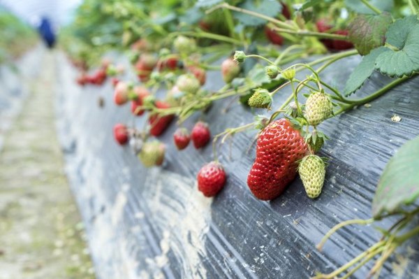 太湖舒畅之旅:乐享田园生活