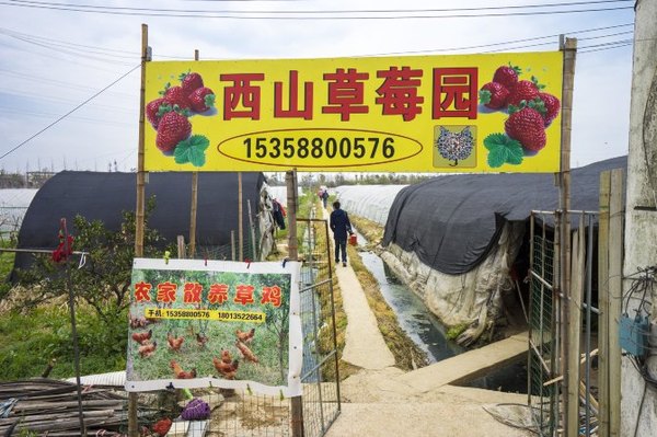 太湖舒畅之旅:乐享田园生活