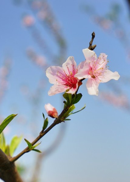 太湖舒畅之旅:乐享田园生活